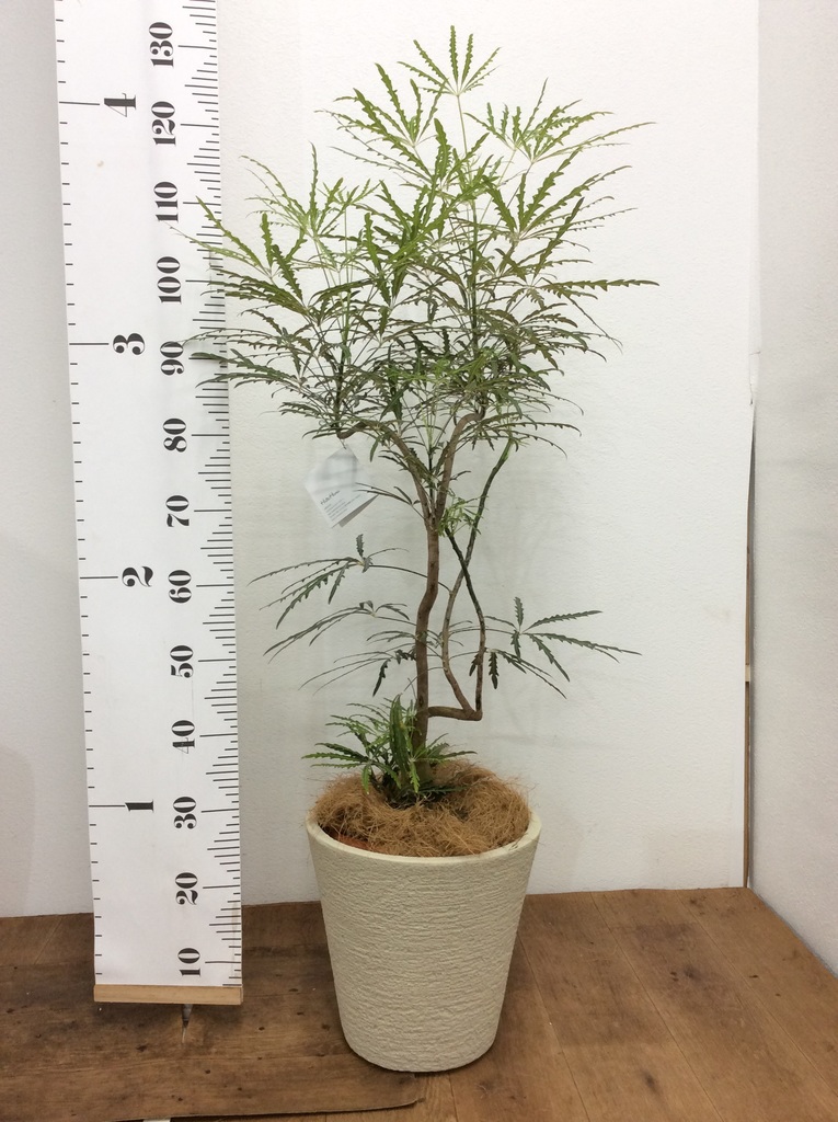 観葉植物 グリーンアラレア 8号 曲り プラスチック鉢 | 観葉植物なら