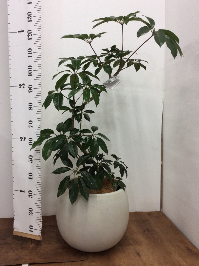 観葉植物 ツピダンサス 8号 曲り プラスチック鉢 | 観葉植物なら