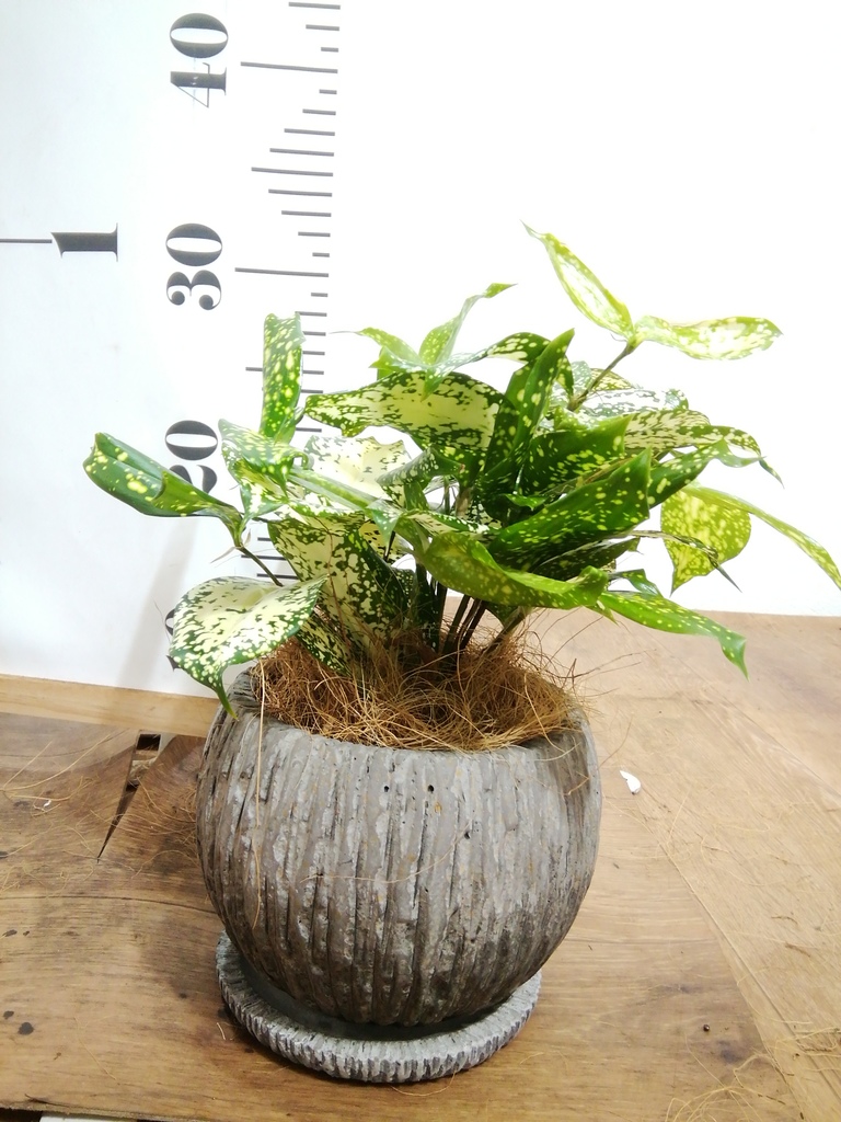観葉植物 ドラセナ ゴッドセフィアーナ 4号 Rib Basket (リブ