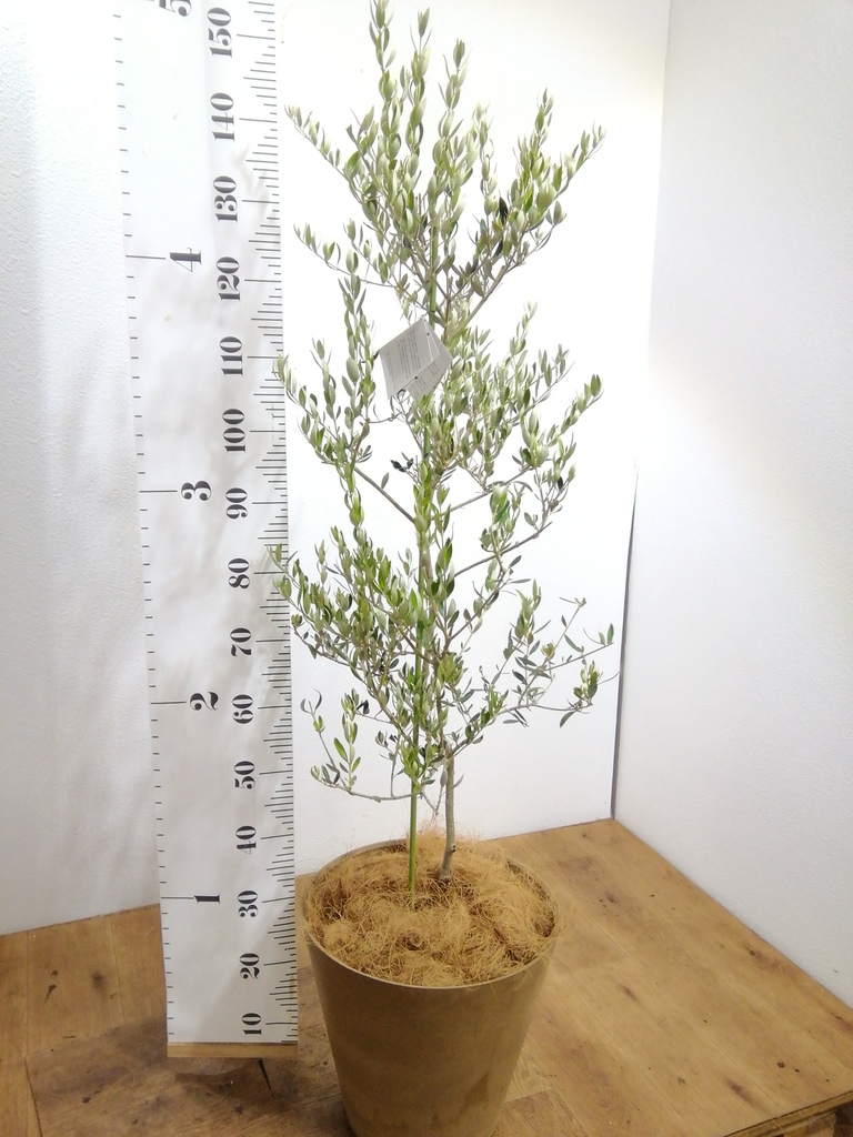 観葉植物 オリーブの木 8号 カヨンヌ ポリゴヘクサ 白 付き
