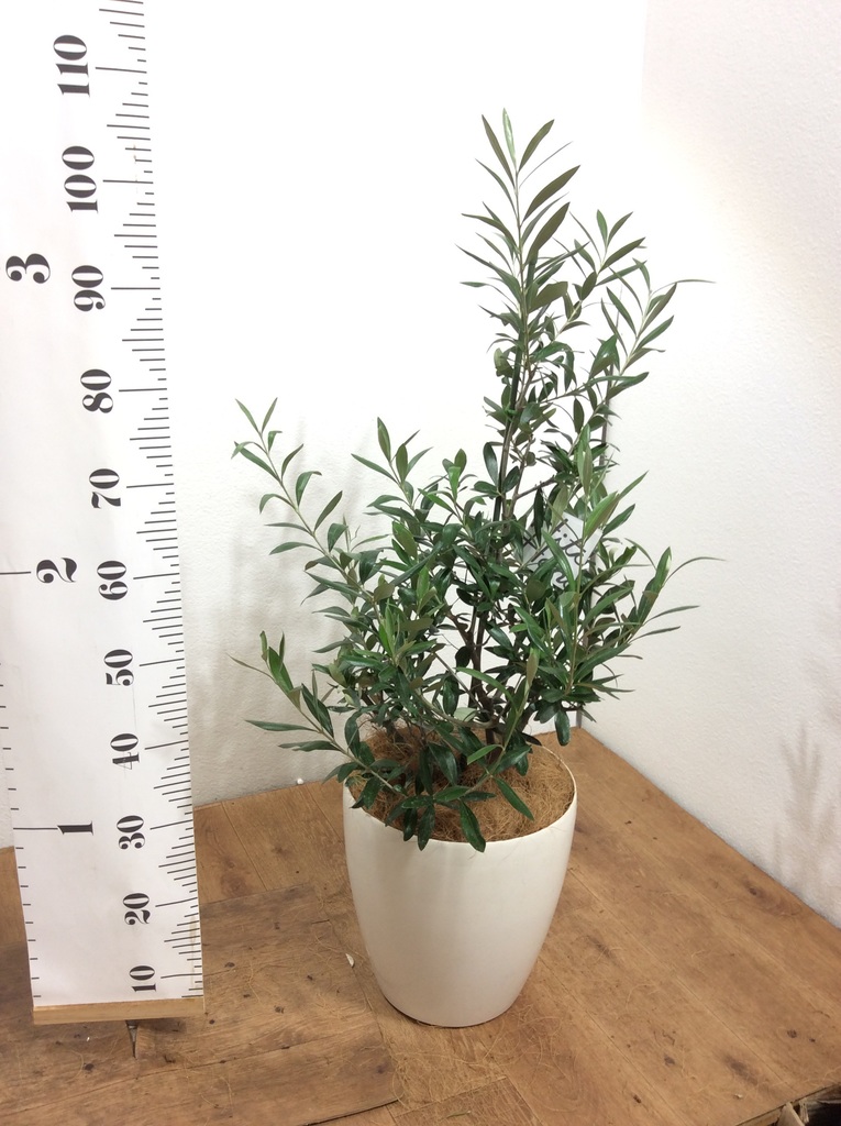 観葉植物 オリーブの木 8号 コラティーナ (コラチナ) ラスターポット