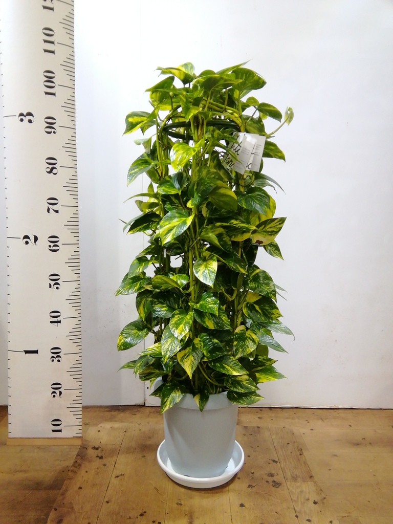 健康なポトス 植物 大鉢 黒 pothos-917_1.jpg?1656660084