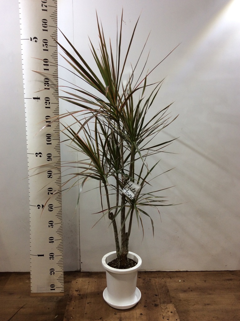 観葉植物 ドラセナ コンシンネ レインボー 8号 ストレート