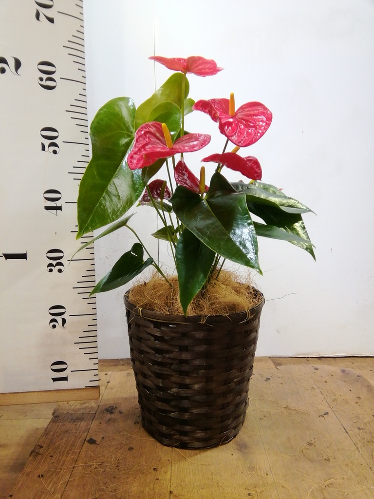 HS　アンスリウム 観葉植物 アンスリウム 6号 レッド プラスチック鉢 | 観葉植物