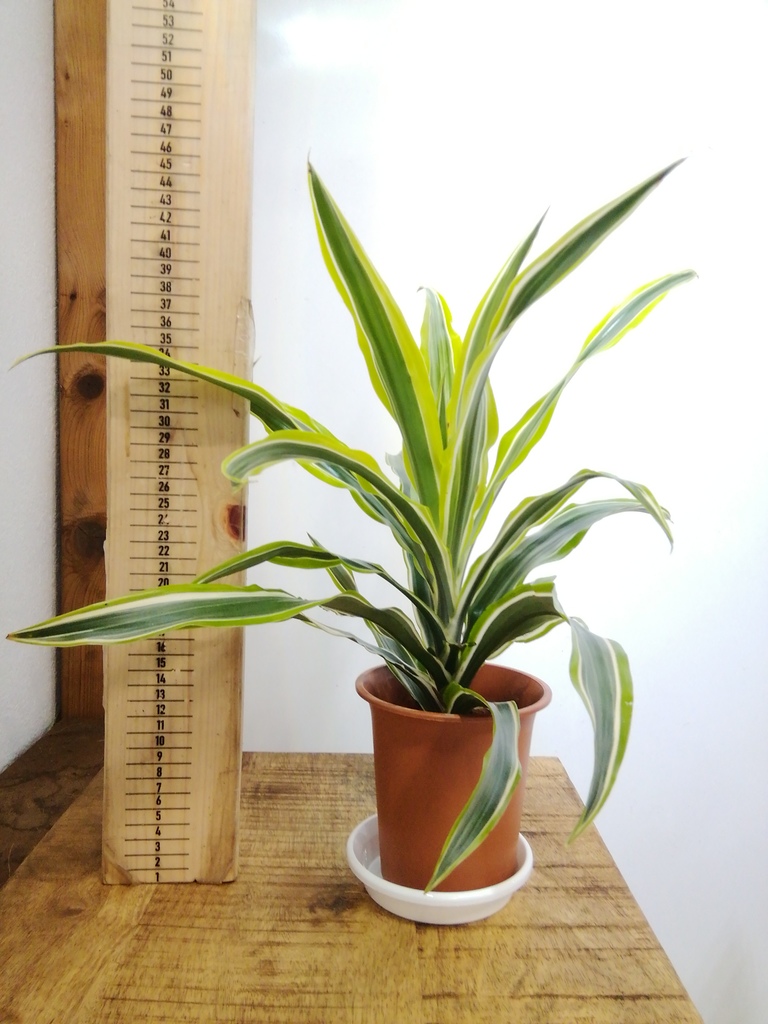 観葉植物 ドラセナ ワーネッキー レモンライム 4号 ホグラ草