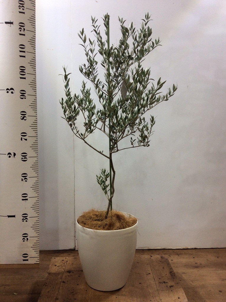 観葉植物 オリーブの木 8号 カヨンヌ プラスチック鉢 / 小倉園 | 観葉