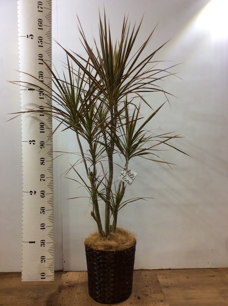 観葉植物 ドラセナ コンシンネ レインボー 8号 ストレート 竹