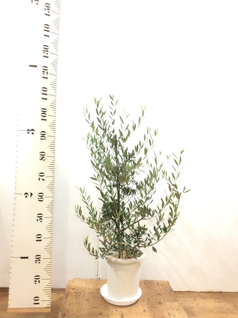 観葉植物 オリーブ 8号 コロネイキ プラスチック鉢 | 観葉植物なら