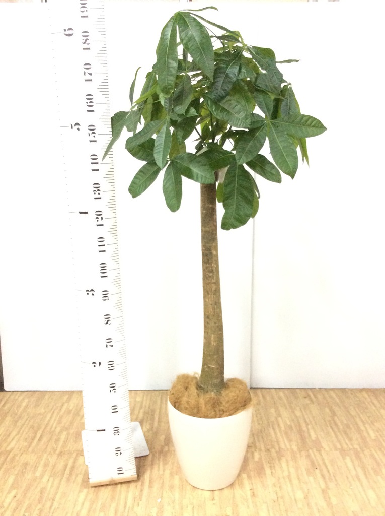 観葉植物 パキラ 10号 朴 プラスチック鉢 | 観葉植物なら