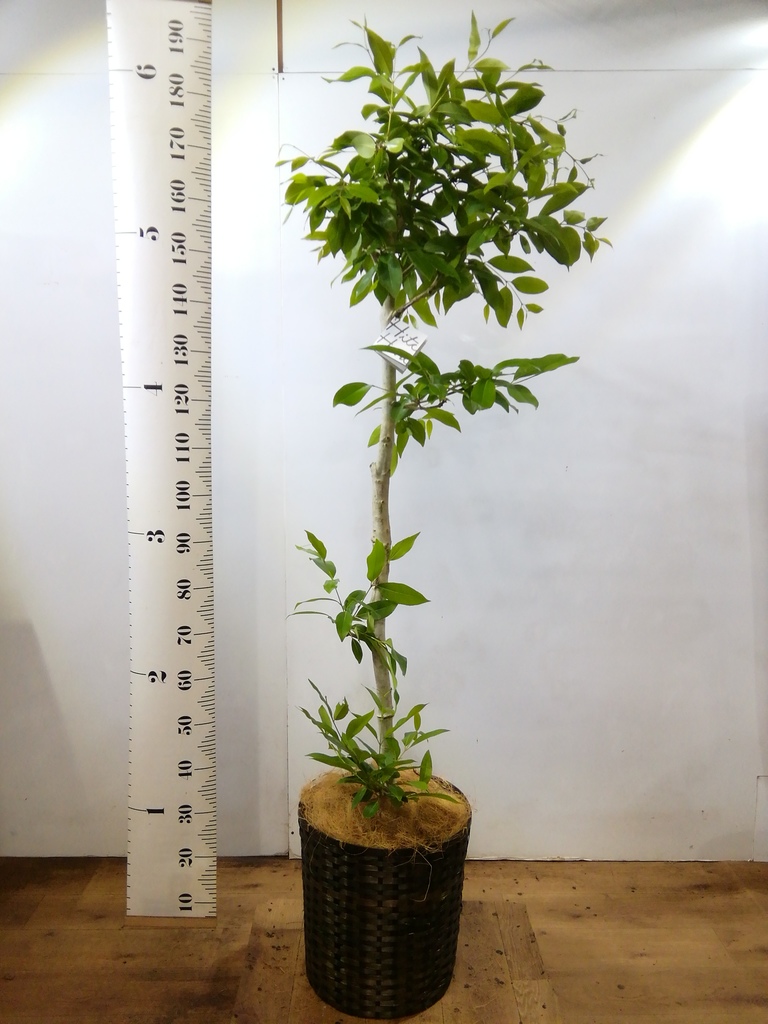 観葉植物 アマゾンオリーブ (ムラサキフトモモ) 10号 プラスチック鉢