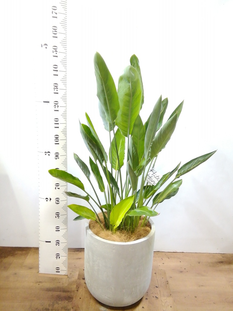 観葉植物 ストレリチア (ストレチア) レギネ 10号 プラスチック鉢
