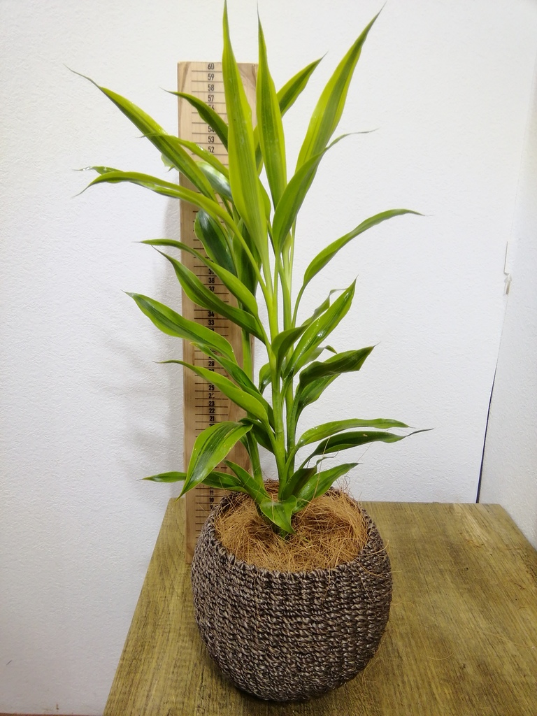 観葉植物 ドラセナ サンデリアーナ ゴールド4号 プラスチック鉢 観葉植物ならhitohana ひとはな