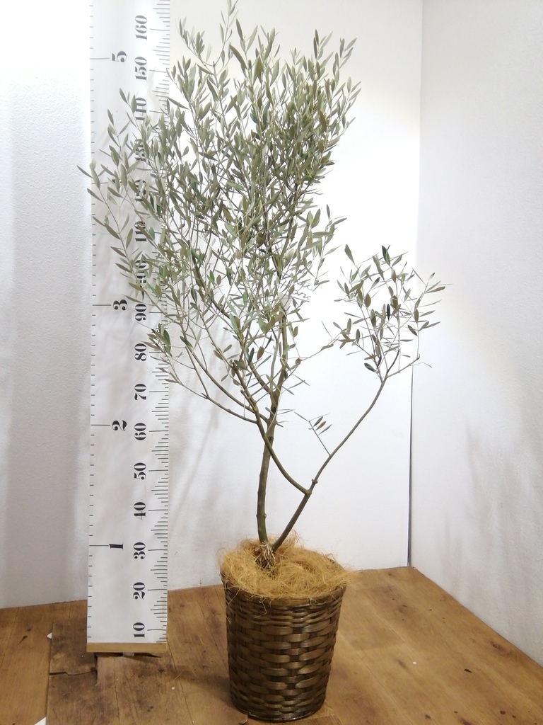 観葉植物 オリーブ 8号 創樹 プラスチック鉢 | 観葉植物ならHitoHana