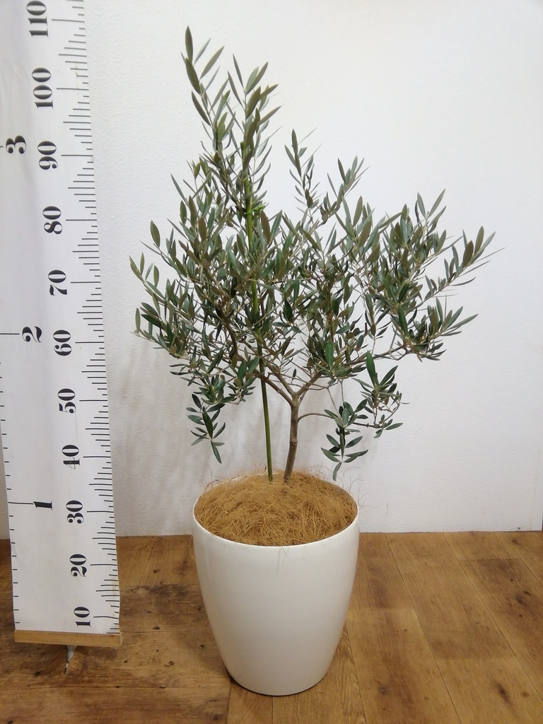 観葉植物 オリーブの木 8号 ピクアル プラスチック鉢 | 観葉植物なら