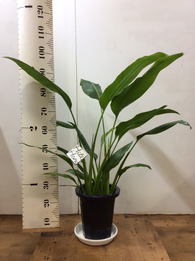 円 直営店に限定 観葉植物 旅人 タビビト の木8号1個