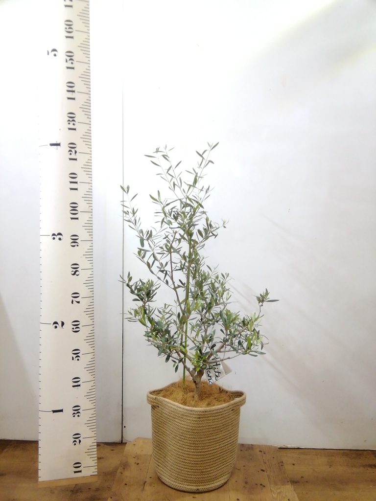 観葉植物 オリーブの木 8号 コラティーナ (コラチナ) リブバスケット