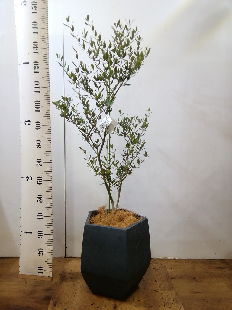 新規入荷！オリーブ ルッカ 8号鉢 写真現物 オリーブ：ルッカ 8号硬質ポット の通販 | 園芸ネット