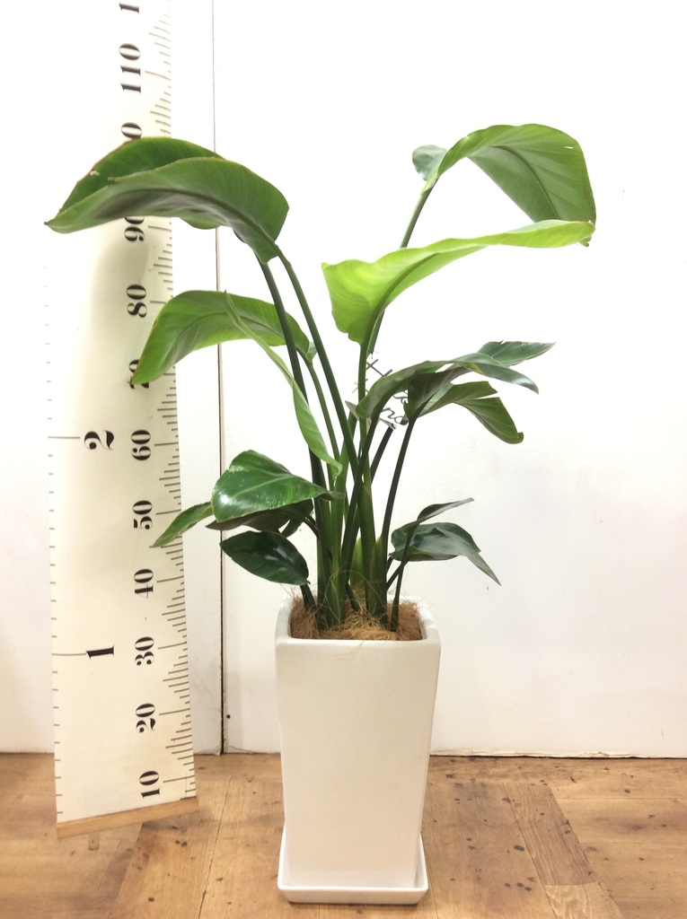 観葉植物 オーガスタ 8号 角高陶器 | 観葉植物ならHitoHana(ひとはな)