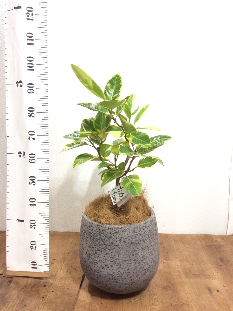 観葉植物 フィカス アルテシーマ 7号 ストレート プラスチック鉢