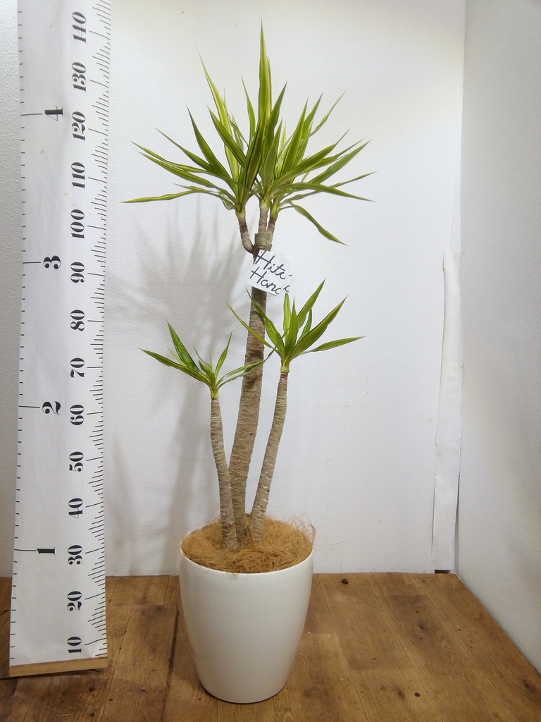 観葉植物 ユッカ 8号 斑入り コンカー キューブ 灰 付き | 観葉植物