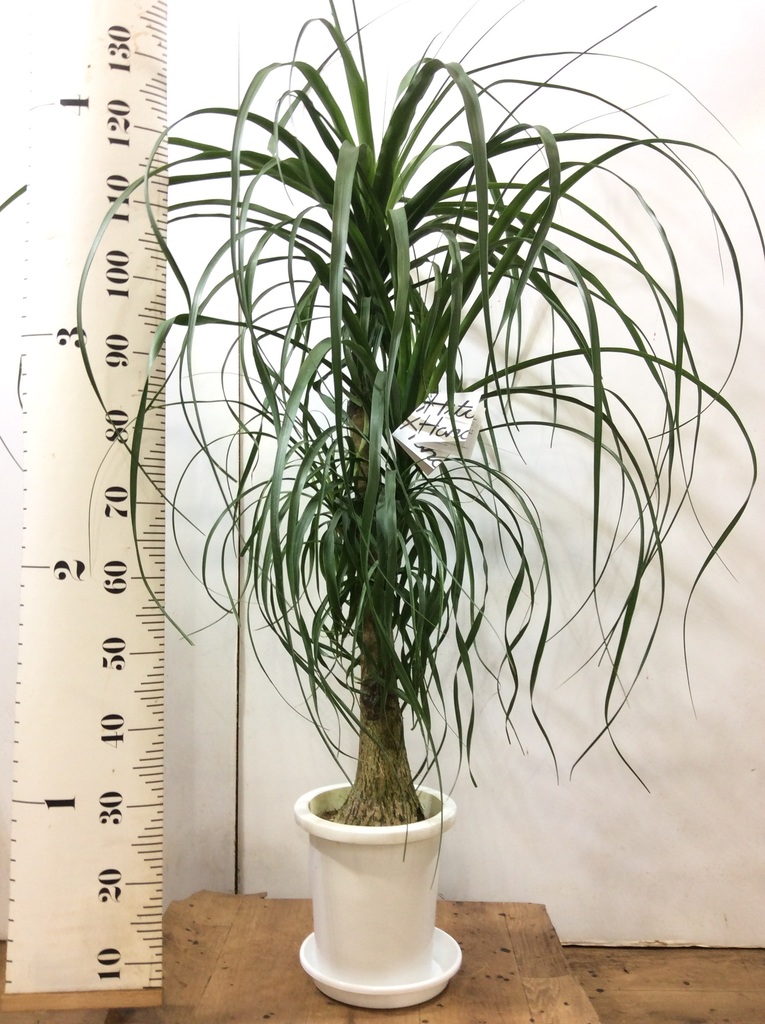 観葉植物 トックリラン ポニーテール 8号 プラスチック鉢 | 観葉植物