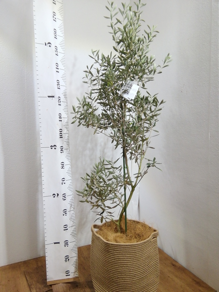 観葉植物 フランスゴムの木 10号 ノーマル プラスチック鉢