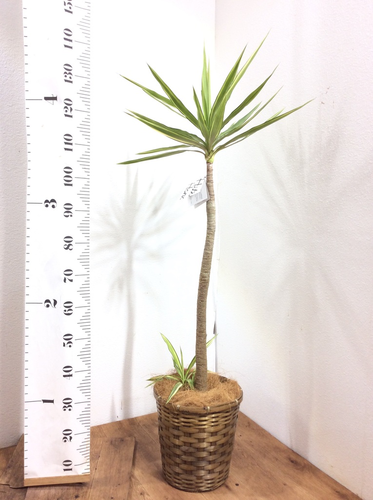 観葉植物 ユッカ 8号 斑入り プラスチック鉢 | 観葉植物ならHitoHana
