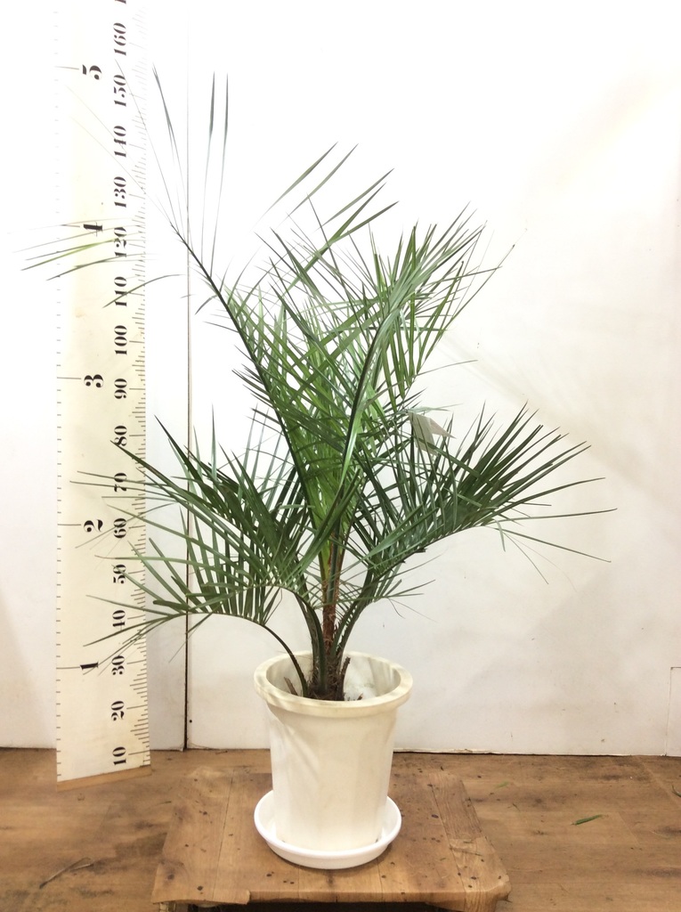 ☆農園お任せ株◎ココスヤシ10号鉢 実生から7年物 底～約1m前後