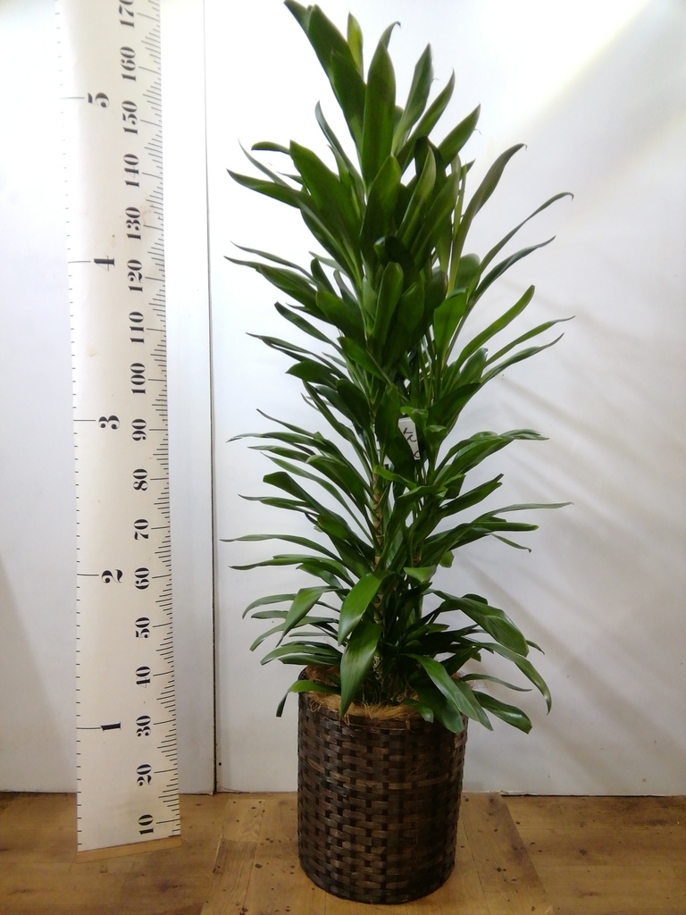 観葉植物 ドラセナ グローカル 10号 プラスチック鉢 | 観葉植物なら