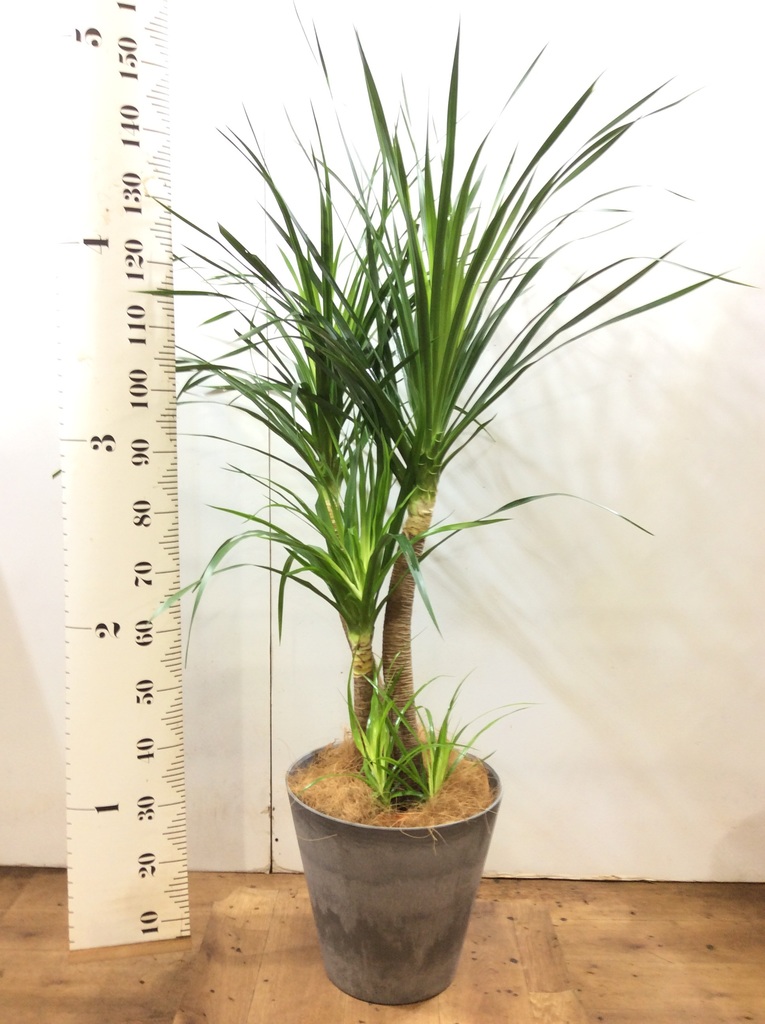 葉さま 樹形・葉数抜群！ ドラセナ カンボジアーナ 8号