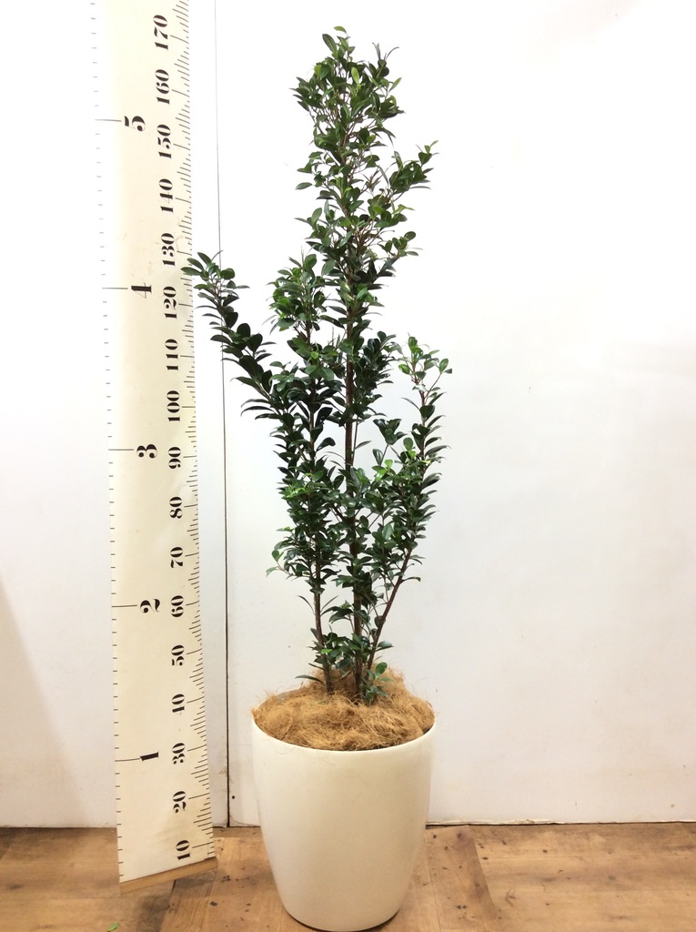 ガジュマル パンダ 観葉植物通販hitohana ひとはな