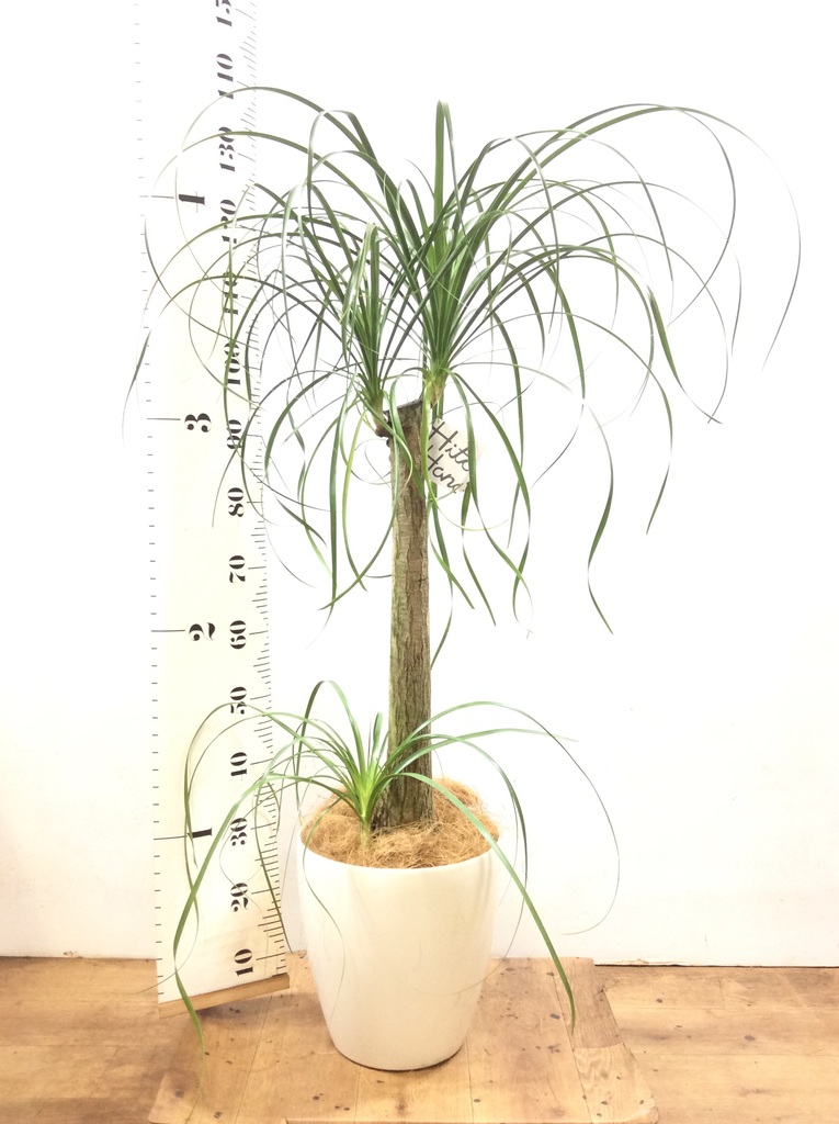 観葉植物 トックリラン ポニーテール 8号 リブラ モノ ブラウン 付き