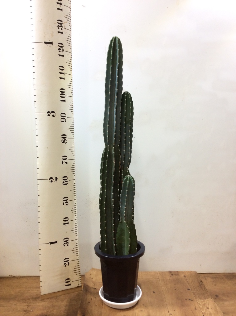 観葉植物 柱サボテン 8号 プラスチック鉢 | 観葉植物なら