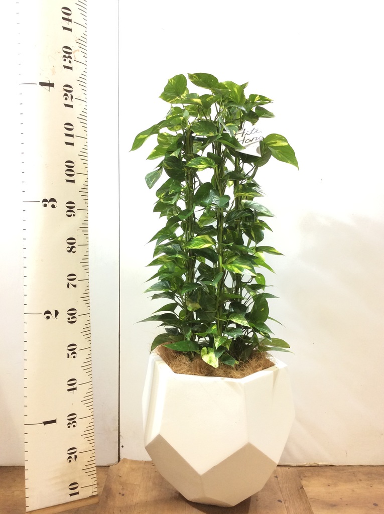 観葉植物 ポトス 8号 ポリゴヘクサ 白 付き | 観葉植物ならHitoHana