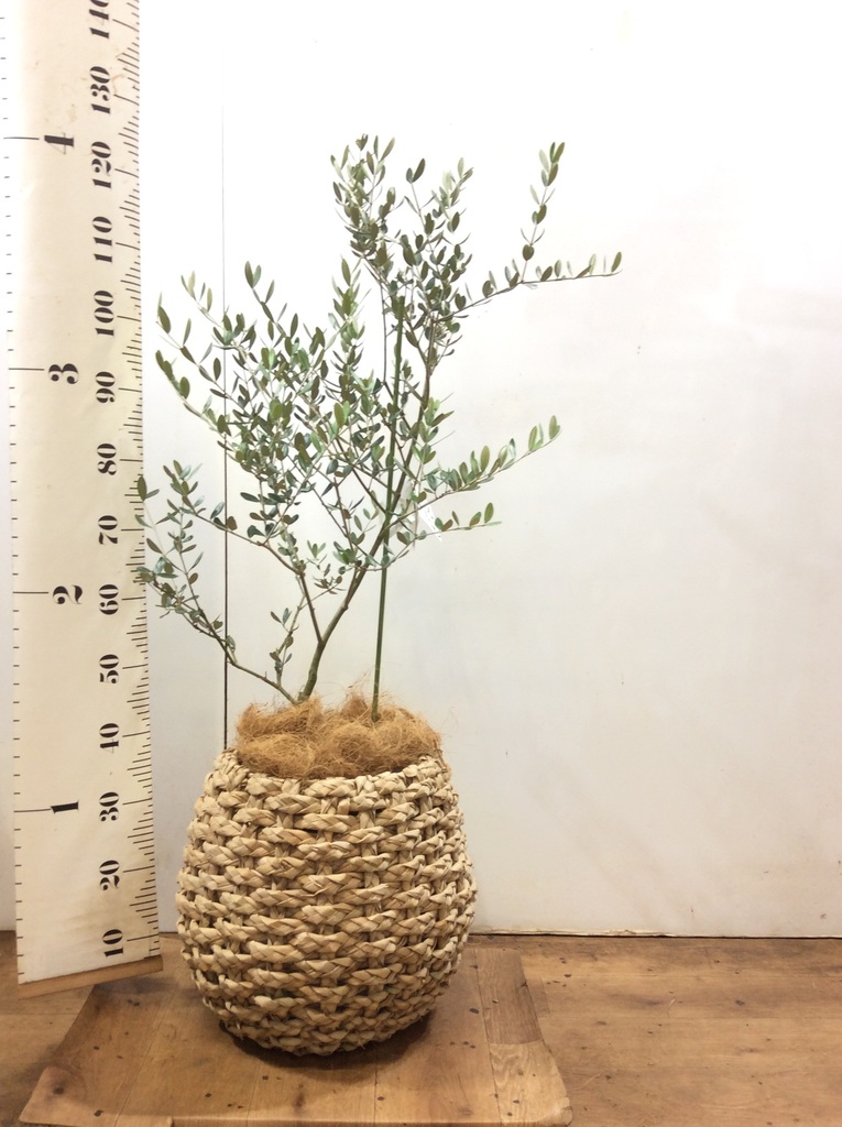 観葉植物 オリーブ 8号 ルッカ ラッシュバスケット Natural 付き