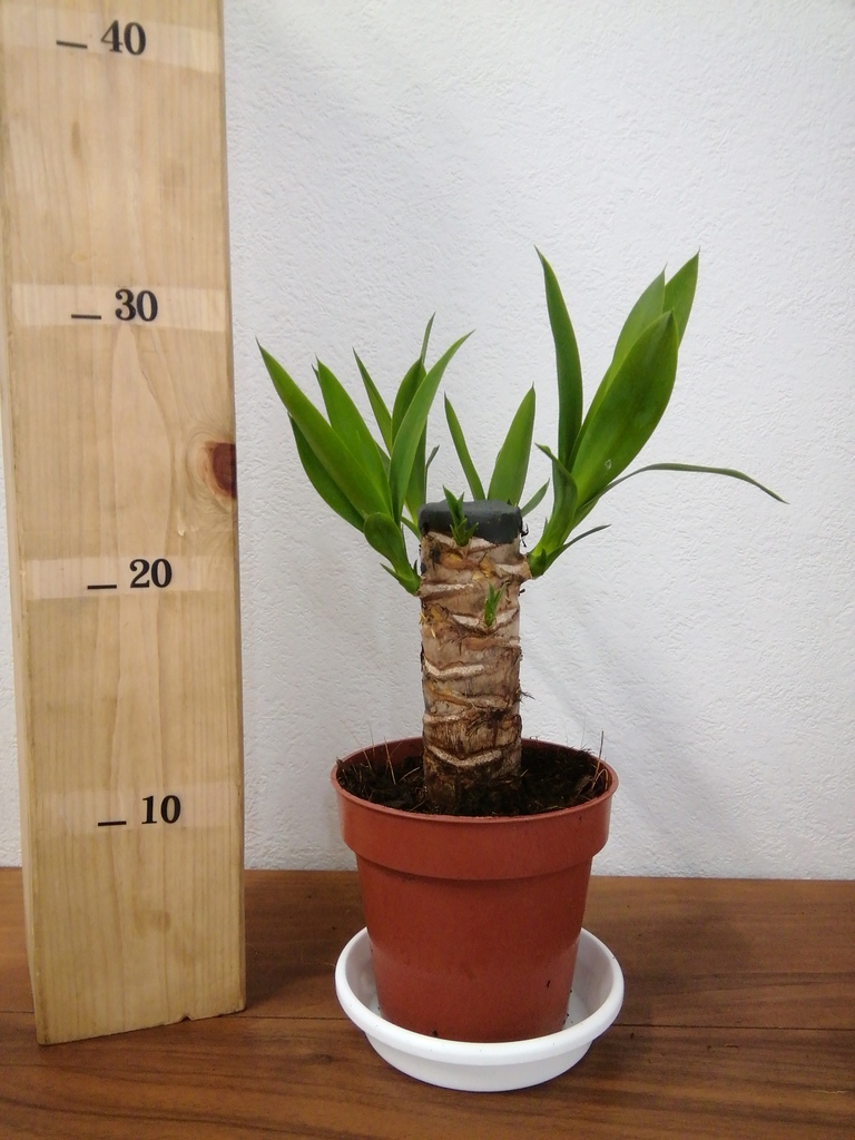 観葉植物 ユッカ 4号 ノーマル プラスチック鉢 | 観葉植物ならHitoHana