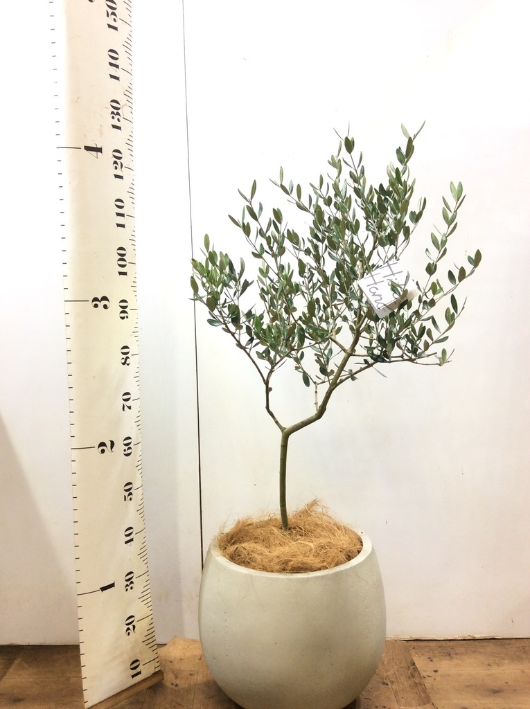 観葉植物 オリーブ 8号 ルッカ テラニアス バルーン