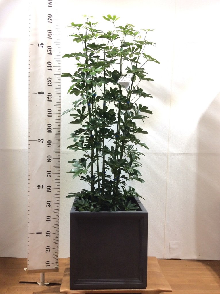 【B級品/大型観葉植物】シャープな葉姿が可愛い♪シェフレラ（カポック）10号鉢 shef10bkcube.jpg