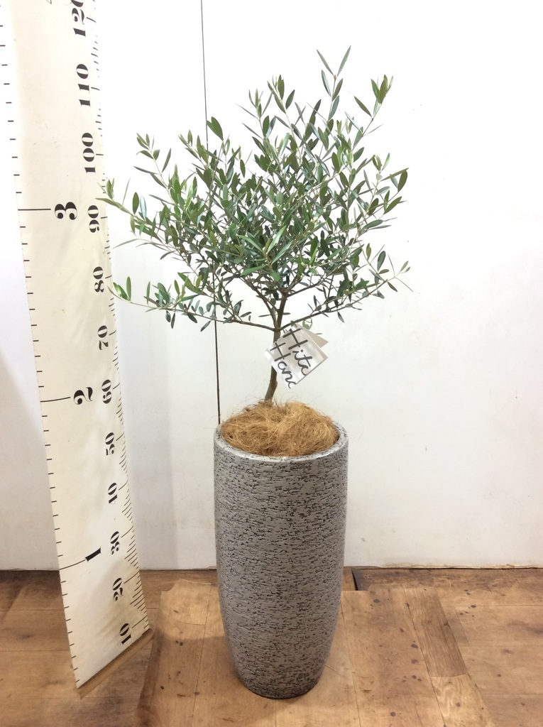 ポットごとsoujuオリーブスタンド仕立て オリーブの木 souju