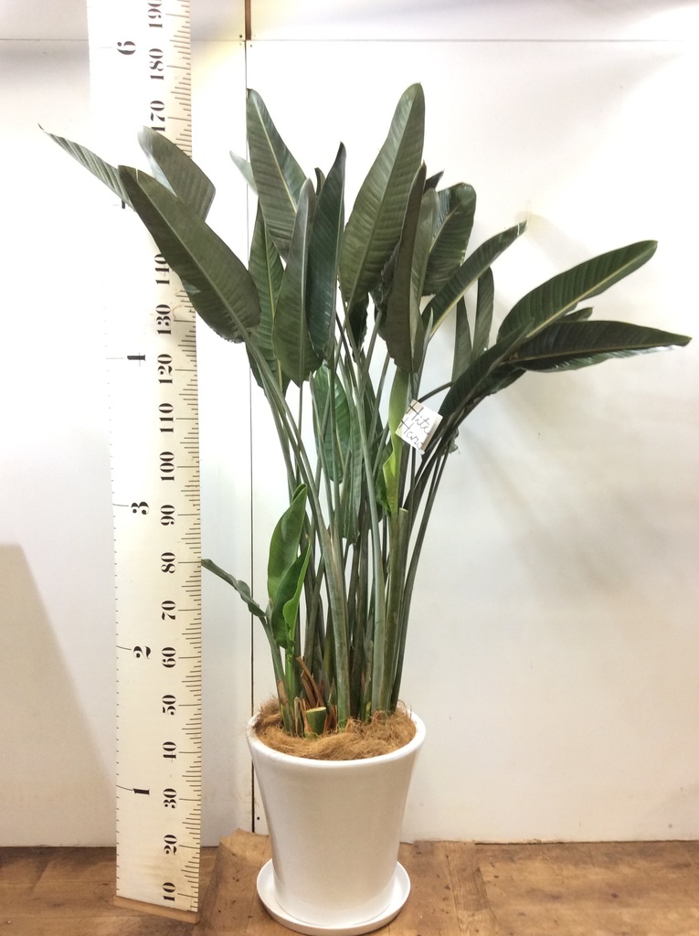 観葉植物 ストレリチア レギネ 10号 観葉植物 ストレリチア (ストレチア) レギネ 10号