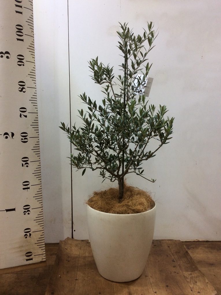観葉植物 オリーブ 8号 アルベキーナ プラスチック鉢 | 観葉植物なら