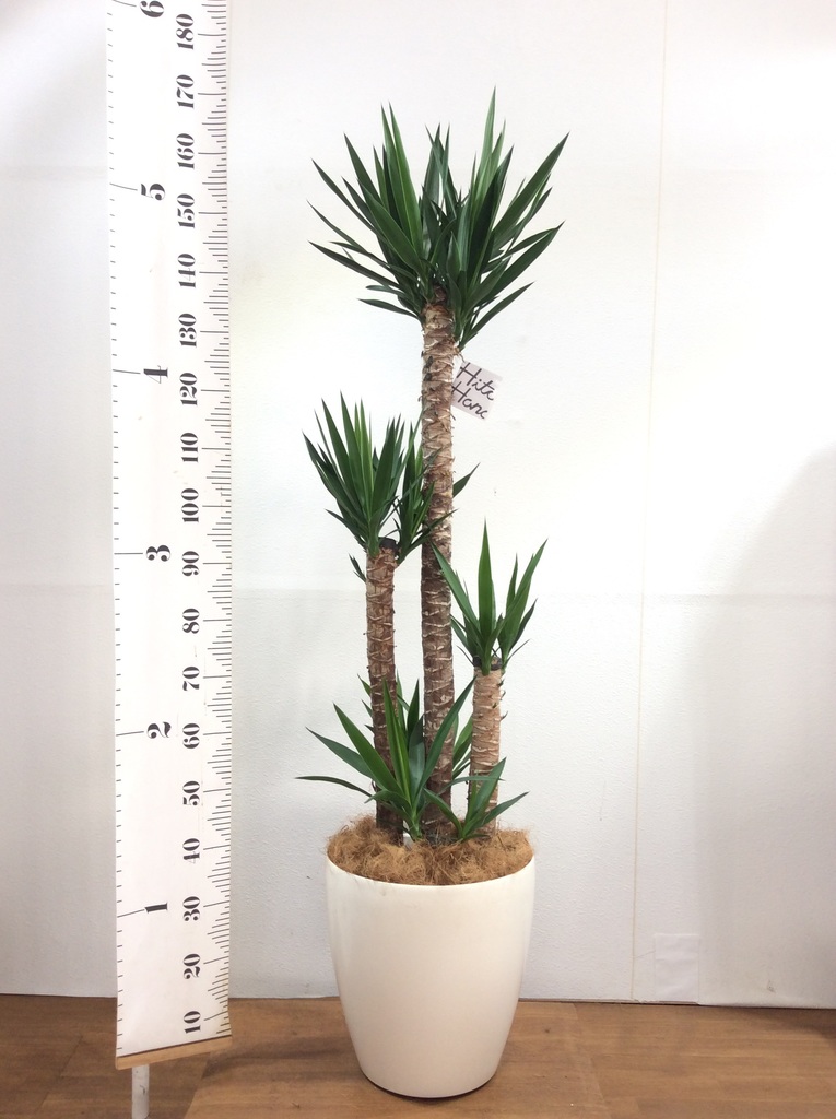 観葉植物 ユッカ 10号 ノーマル ブリティッシュキューブ 付き | 観葉