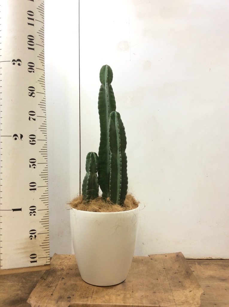 観葉植物 柱サボテン 8号 ラスターポット 付き 観葉植物ならhitohana ひとはな 観葉植物 柱サボテン 8号 ラスターポット 付き 観葉植物ならhitohana ひとはな