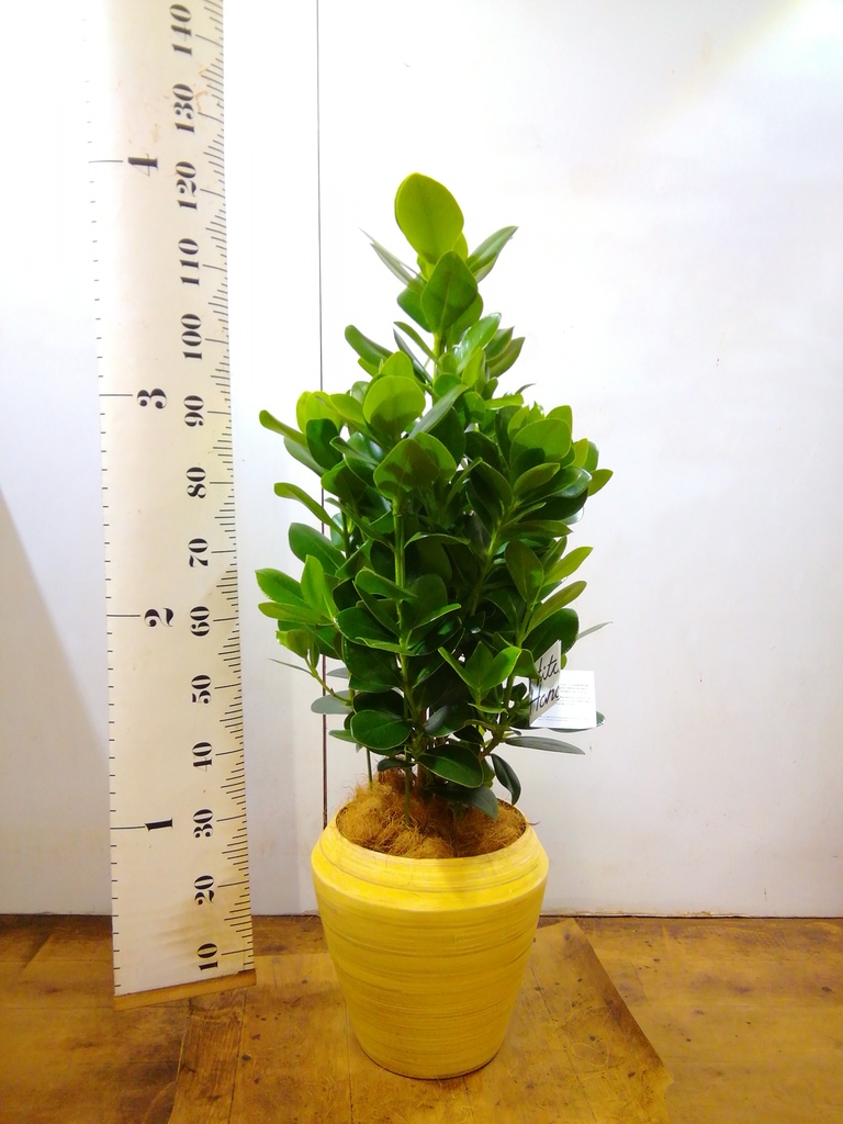 観葉植物 クルシア ロゼア プリンセス 8号 アルマ ミドル 付き | 観葉
