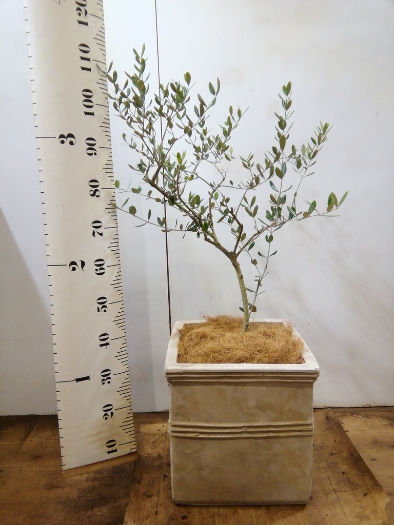 観葉植物 オリーブ 8号 ルッカ プラスチック鉢 | 観葉植物なら