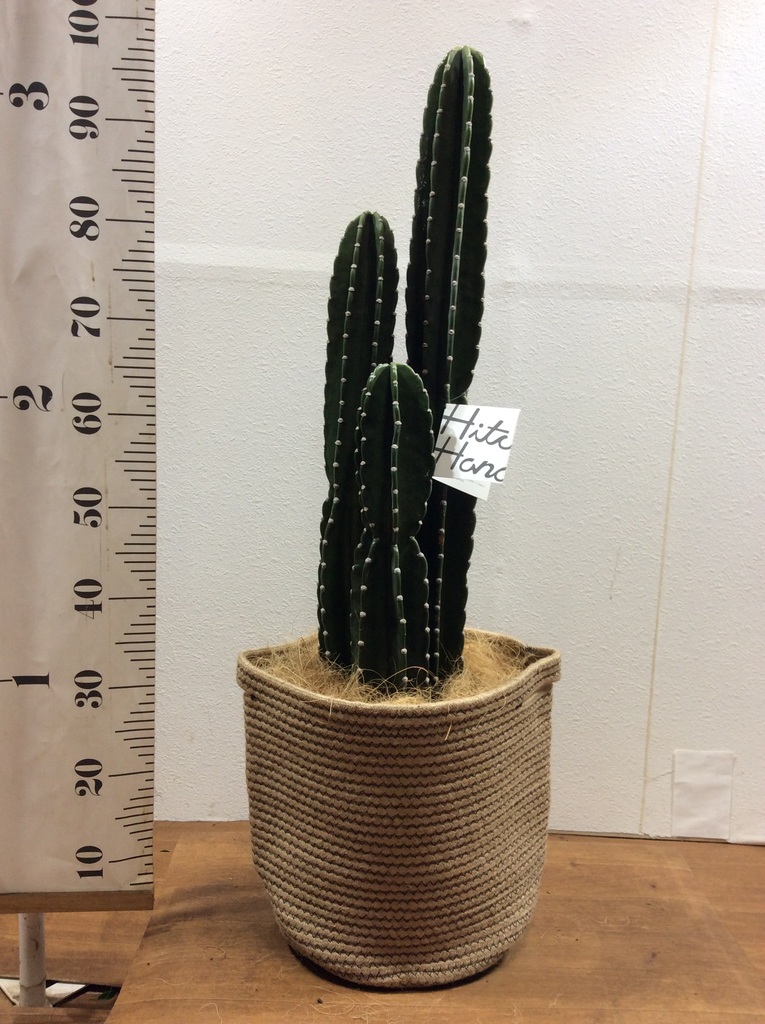 観葉植物 柱サボテン 8号 リブバスケットNatural 付き | 観葉植物なら