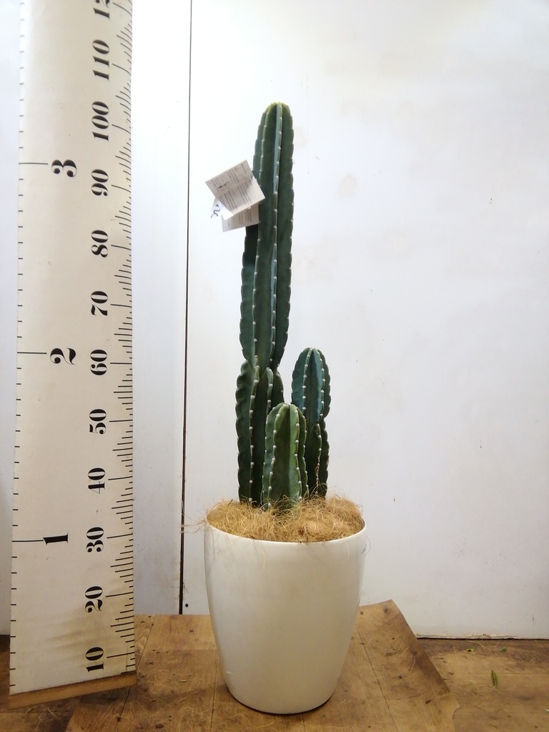 観葉植物 柱サボテン 8号 ラスターポット 付き 観葉植物ならhitohana ひとはな