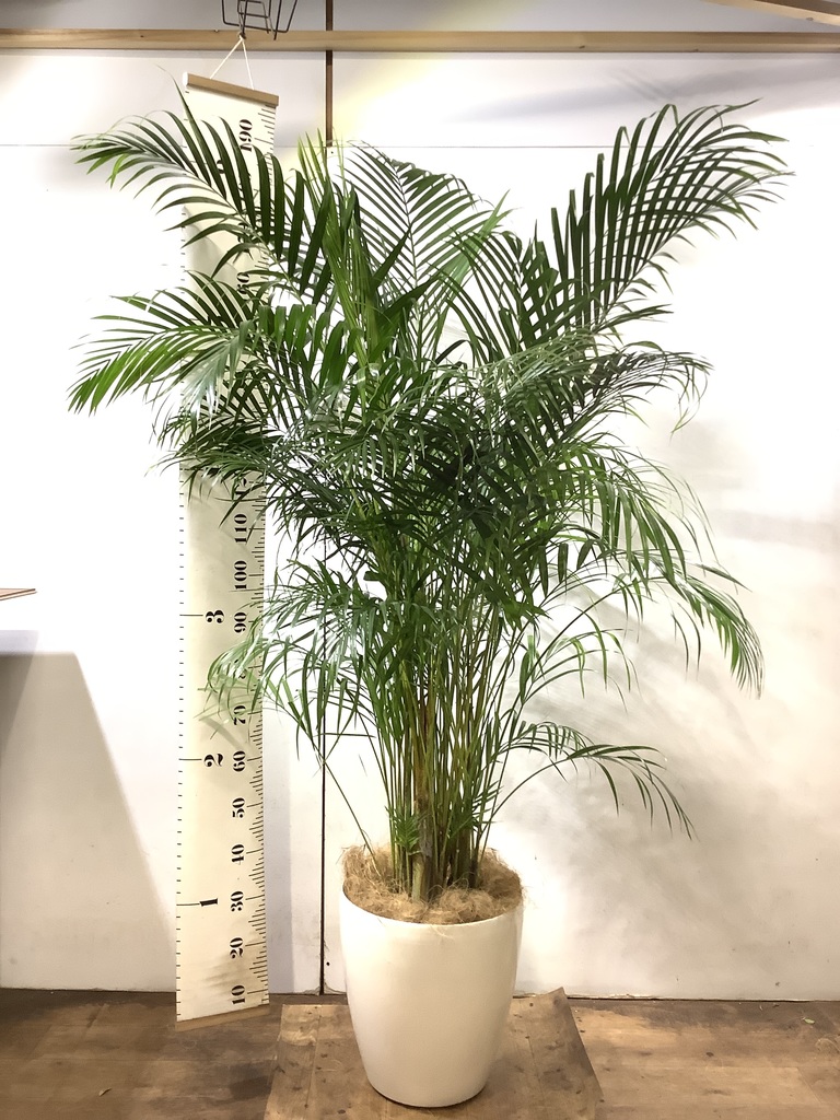 観葉植物 アレカヤシ 10号 ラスターポット 付き | 観葉植物なら