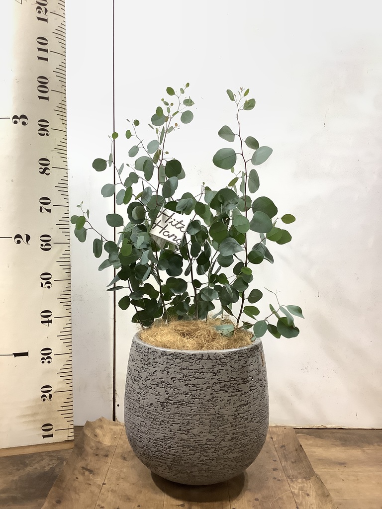 観葉植物 ユーカリ 8号 ポポラス（ポリアンセモス） プラスチック鉢