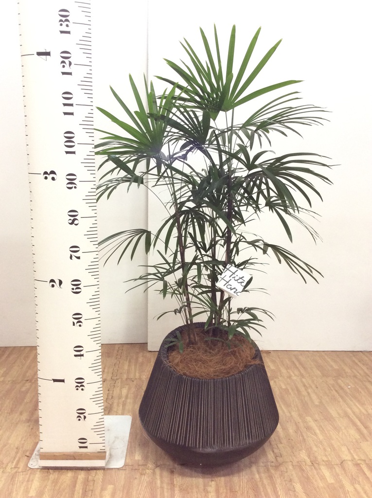 観葉植物 シュロチク（棕櫚竹） 8号 エディラウンド 黒 付き